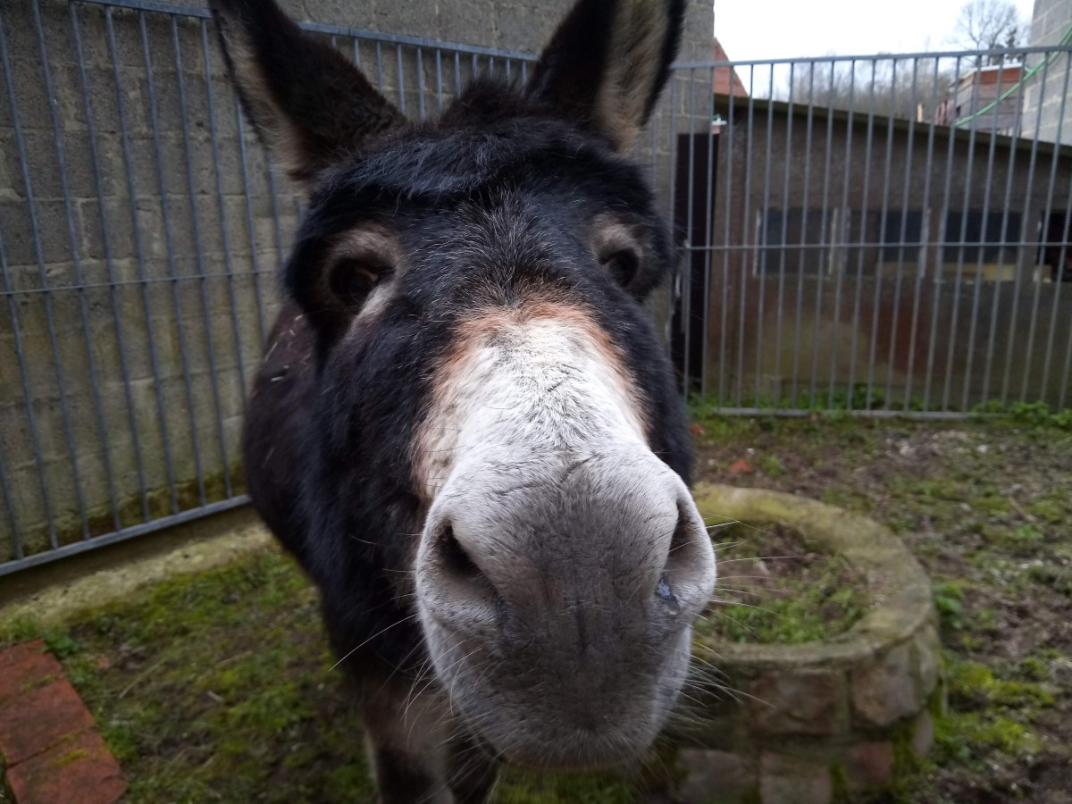 Don krijgt een nieuwe&nbsp;familie